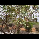Eucalyptus gamophylla